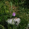 La fioritura delle orchidee nel Parco degli Aurunci 14-05-2017
